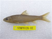 藏品(臺灣鏟頜魚)的圖片